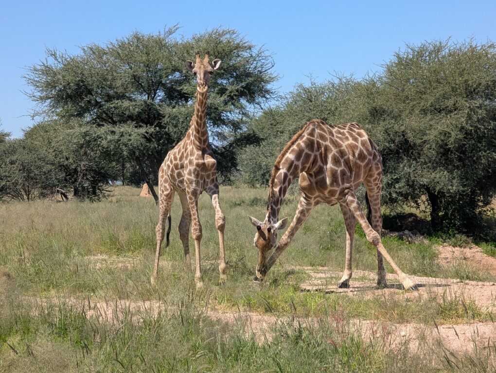 PXL 20250411 120150227 lightroom 412